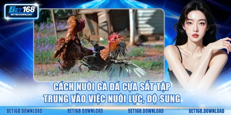 Cách nuôi gà đá cựa sắt tập trung vào việc nuôi lực, độ sung