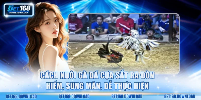 Cách nuôi gà đá cựa sắt