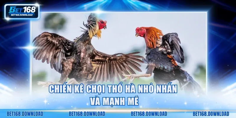 Chiến kê chọi Thổ Hà nhỏ nhắn và mạnh mẽ