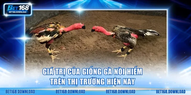 Giá trị của giống gà nòi hiếm hiện nay