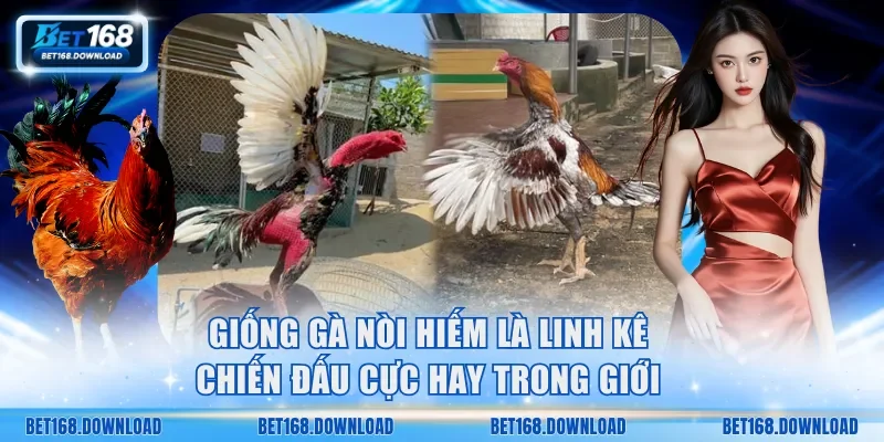 giống gà nòi hiếm