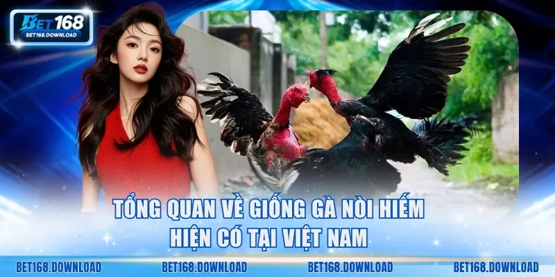 Tổng quan về giống gà nòi hiếm tại Việt Nam