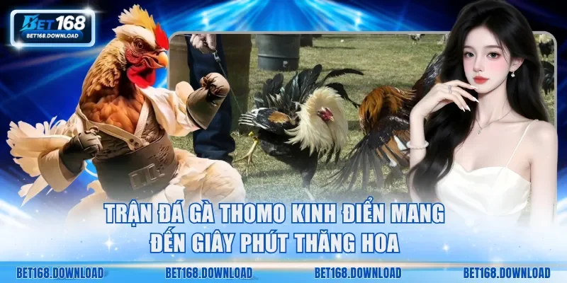 Trận đá gà Thomo kinh điển